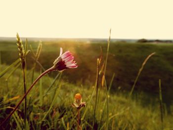 Close-up of flower blooming on field