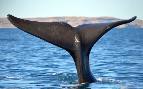 Whale swimming in sea against sky