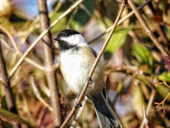 Close-up of bird perching on branch