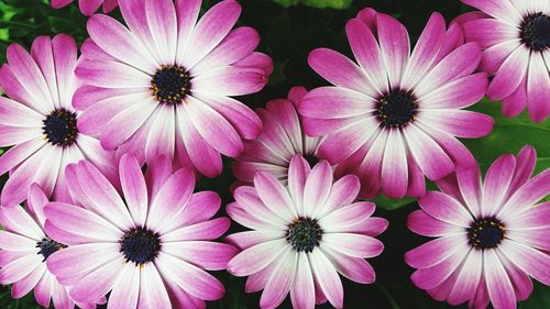 Close-up of pink flowers