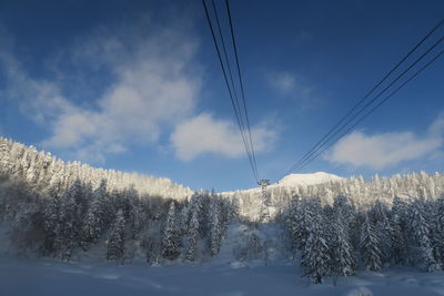 Snow covered land and trees against sky