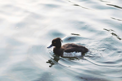 High angle view of duck swimming in lake