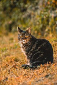 Portrait of cat sitting on field
