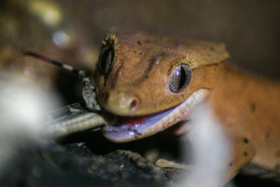 High angle view of lizard with prey on rocks