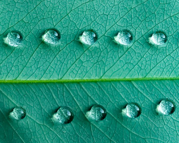 Close-up of water drops on leaf