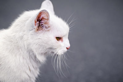 Close-up of a cat looking away