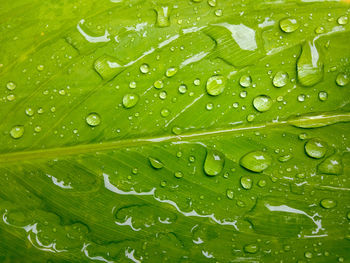 Full frame shot of wet leaves