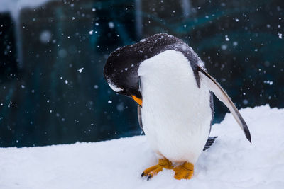 A penguin standing in snow at a japanese zoo