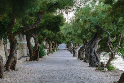 Footpath amidst trees in forest