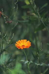 Close-up of orange flowering plant