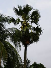 Low angle view of palm trees against sky