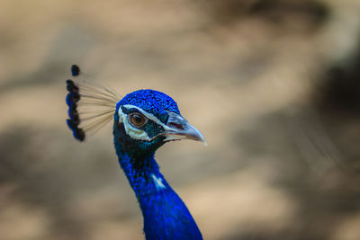 Close-up of peacock