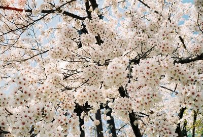 Low angle view of cherry blossoms in spring