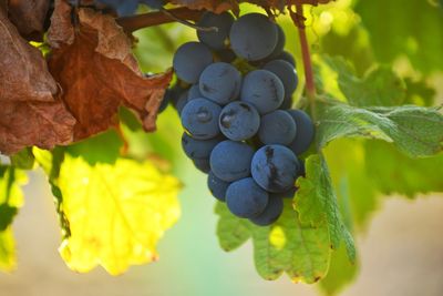 Close-up of grapes growing in vineyard