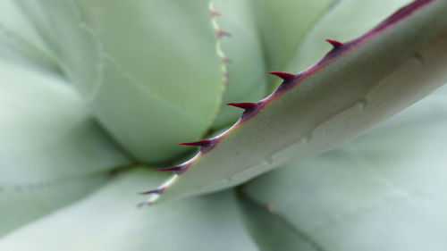 Close-up of grasshopper on plant