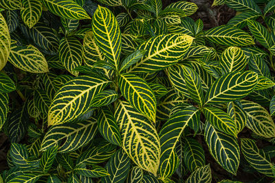 Full frame shot of green leaves