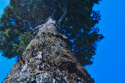 Low angle view of tree trunk against clear blue sky