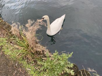 High angle view of swan swimming in lake