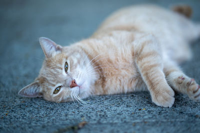 Close-up of cat lying on footpath