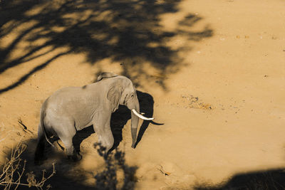 Side view of elephant walking on land