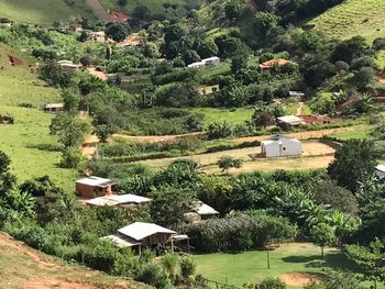 High angle view of trees and plants