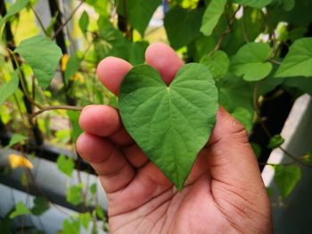 Close-up of hand holding leaves