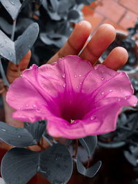 Close-up of pink rose flower