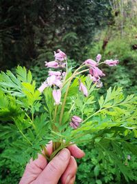 Close-up of hand holding pink flowering plant