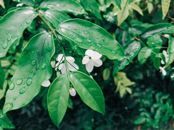 Close-up of wet plant leaves