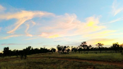 Cows grazing on field against sky during sunset