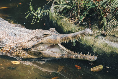 A matured male gharial , a fish-eating crocodile is resting in shallow water.