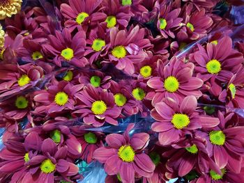 High angle view of pink flowering plants