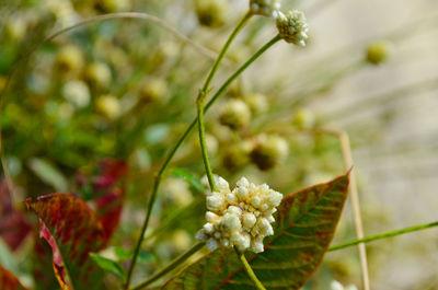 Close-up of flowering plant