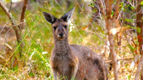 Kangaroo amidst plants in forest