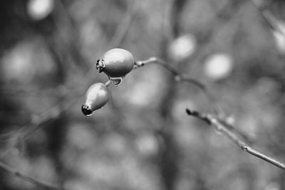 Close-up of raindrops on twig