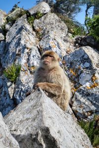 Low angle view of monkey sitting on rock