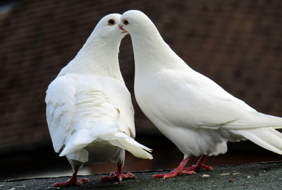 Close-up of birds perching