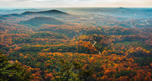 Scenic view of forest against sky