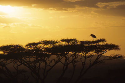 Silhouette bird perching on tree against sky during sunset