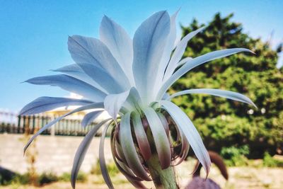 Close-up of flower against blurred background