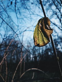 Close-up of dry leaf on branch