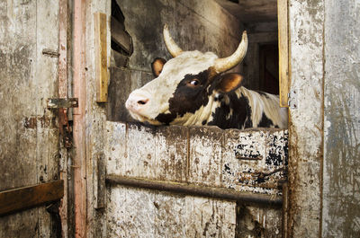 Cow in shed