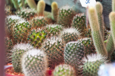 Close-up of cactus growing in potted plant