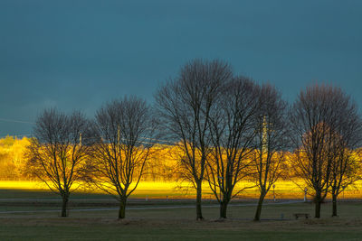 Bare trees on field against clear sky during sunset