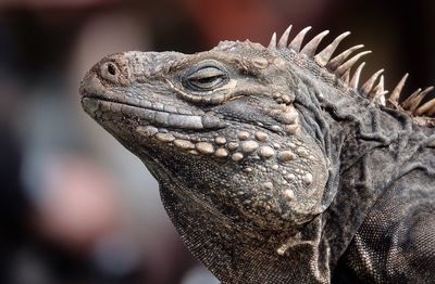 Close-up of a lizard