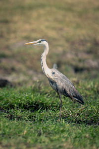 Gray heron on field