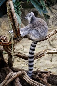Close-up of lizard on tree trunk