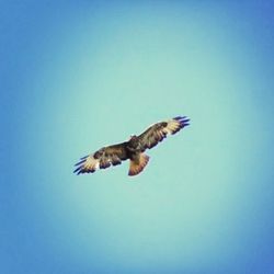 Low angle view of birds flying against clear blue sky