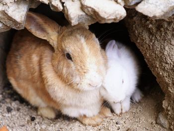 Close-up of rabbits by rock