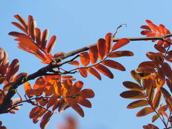 Low angle view of flowering plant against clear sky